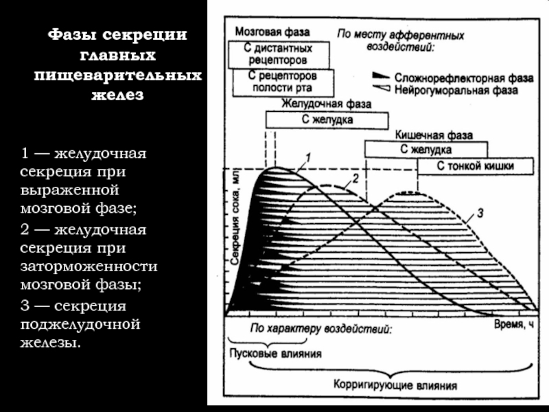 Фазы желудочной секреции презентация