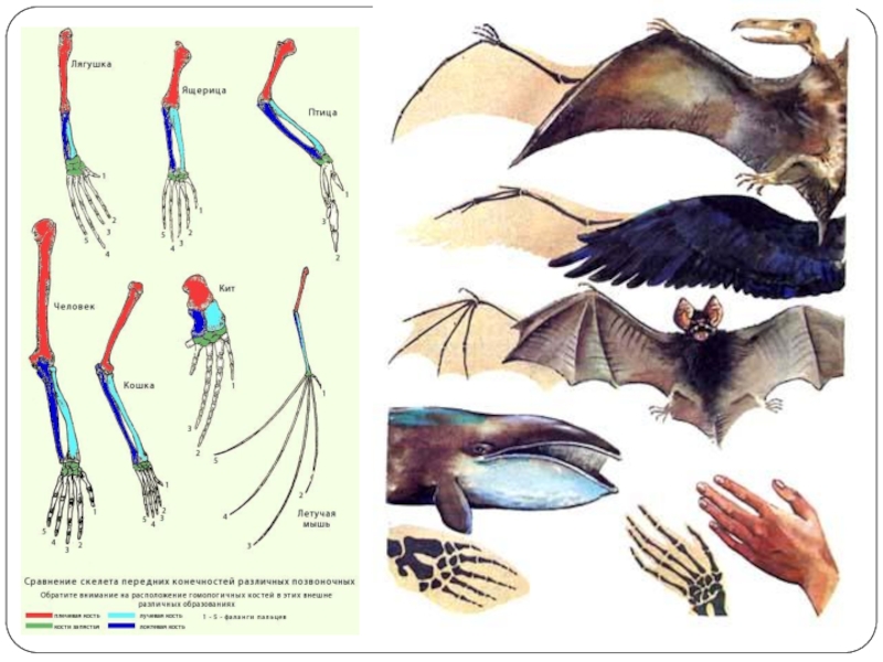 Гомологичные органы крыло птицы и ласты кита. Дивергенция биология. Дивергенция в эволюции. Конвергенция это в биологии. Конвергенция и дивергенция в биологии.