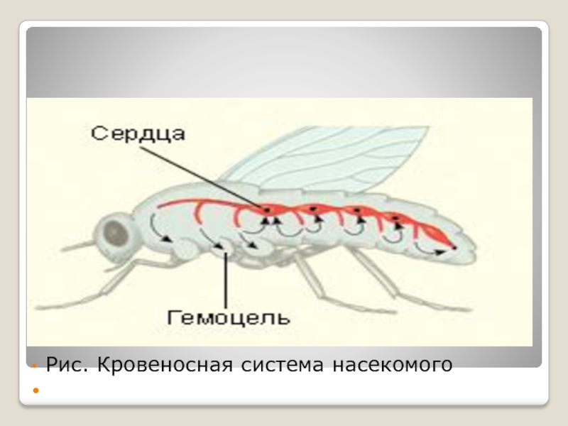 Кровообращение у насекомых. Незамкнутая кровеносная система насекомых. Внутреннее строение насекомых кровеносная система. Кровеностнаясистема насекомых. Кровеносная система у насекомв.
