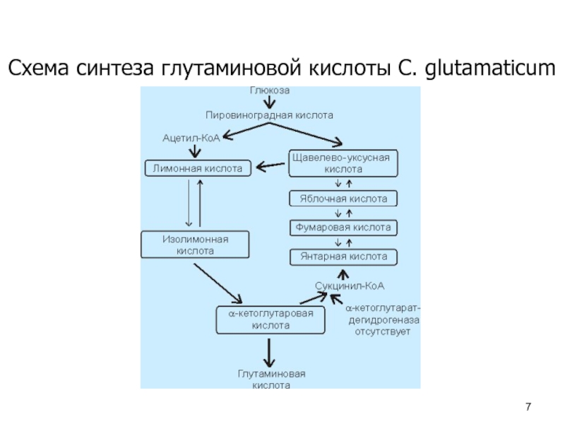 Схема микробиологического синтеза аминокислот