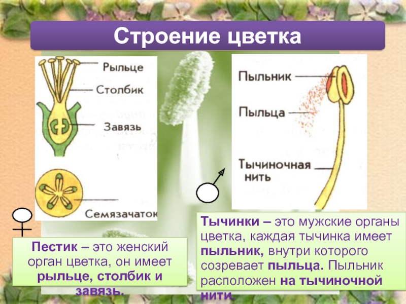 6 класс цветок презентация