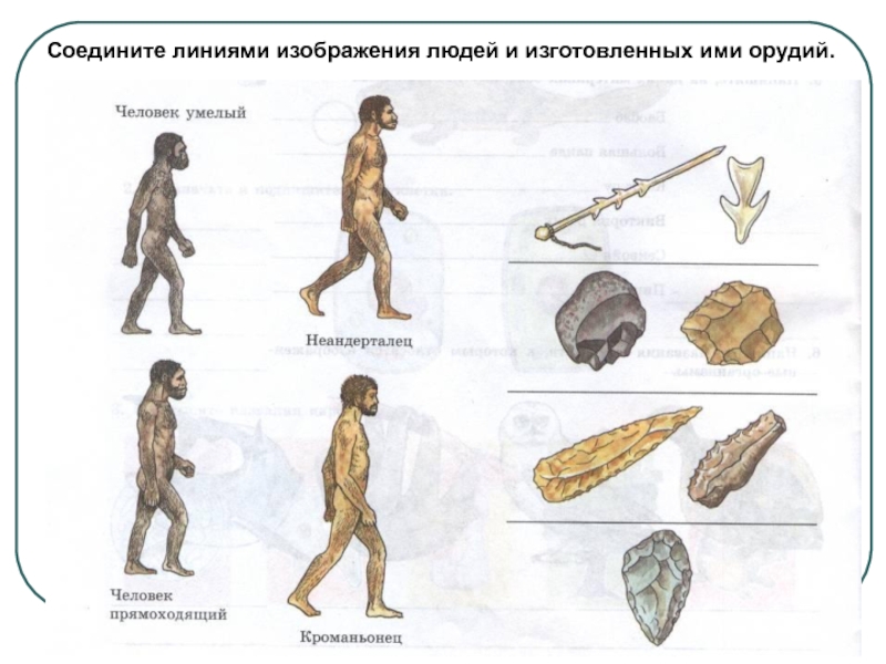 Составьте схему эволюции орудий труда