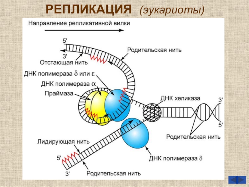 Репликативная вилка схема