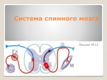 Система спинного мозга
