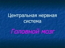 Обзор головного мозга 