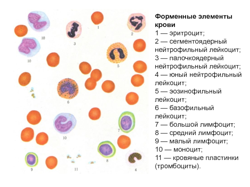 Форменные элементы крови картинка