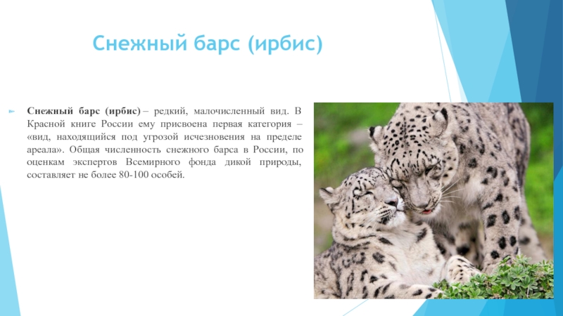 Барс красная книга. Endangered species of animals слайд. Белый леопард красная книга. Снежный Барс Ирбис редкий малочисленный вид. Информация о леопарде на английском.