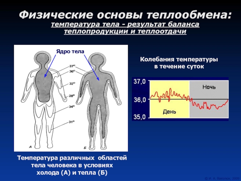 Презентация температура тела человека