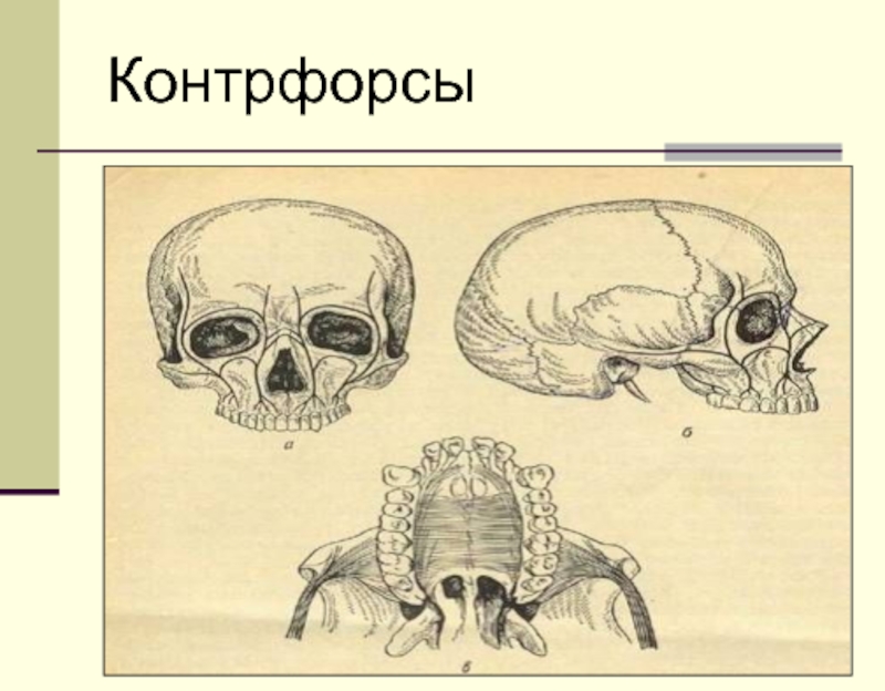 Схема контрфорсов анатомия