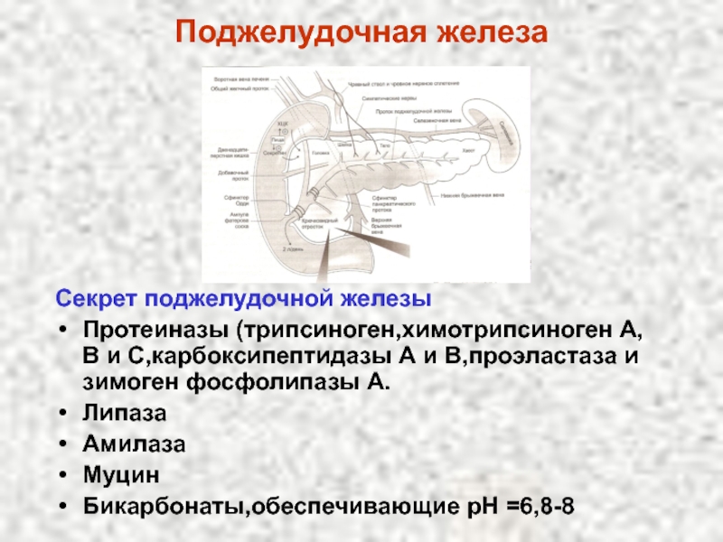 Афо у детей презентация