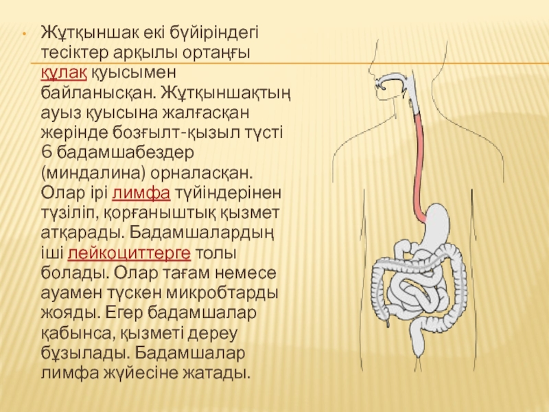 Асқорыту жүйесі презентация