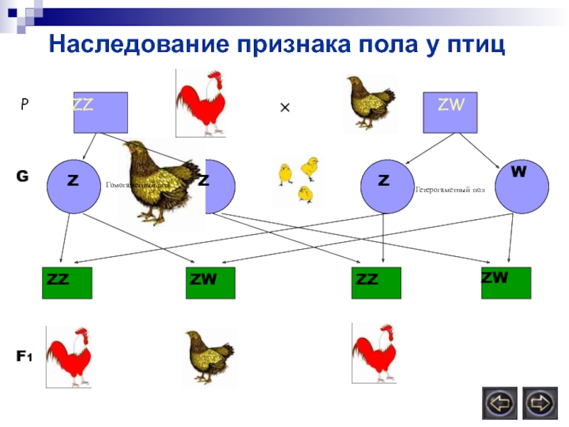 Наследование пола