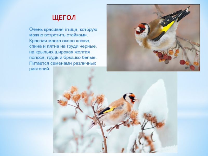 Щеглы птицы фото и описание