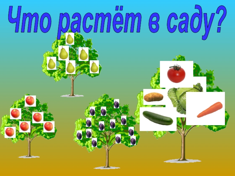 В саду растут. Что растет в саду. Схема в саду растут. Составить схему что растет в саду. 0 