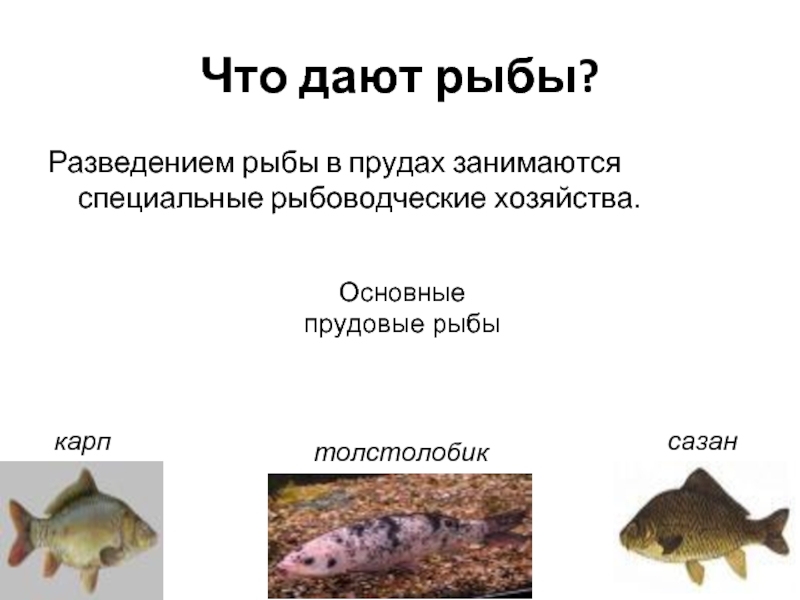 Породы разводимых рыб