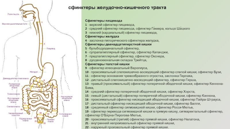 Сфинктеры толстой кишки схема