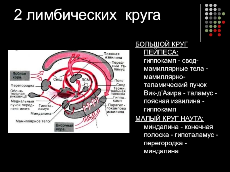 Круг папеца. Большой лимбический круг Пейпеца. Круг Пейпеца лимбическая система. Большой и малый круг лимбической системы. Круг Наута лимбическая система.