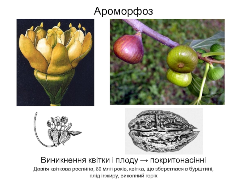 Ароморфоз покрытосеменных примеры. Ароморфозы растений. Ароморфозы животных. Ароморфоз примеры у животных. Примеры ароморфоза у растений примеры.