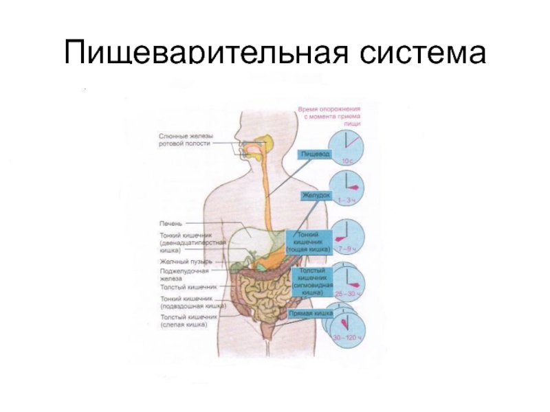 Анализы пищеварительной системы. Патофизиология пищеварение пищеварение. Патофизиология проксимального отдела пищеварительной системы. Пищеварительная система презентация. Алгоритм пищеварительной системы.