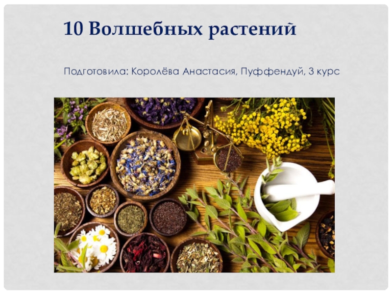 Презентация 10 Волшебных растений
Подготовила: Королёва Анастасия, Пуффендуй, 3 курс