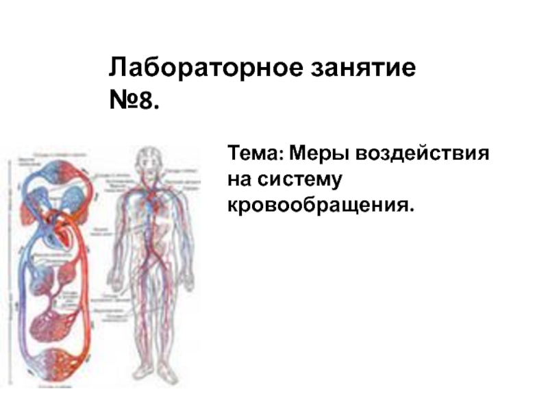 Тема: Меры воздействия на систему кровообращения.
Лабораторное занятие №8