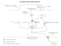 Адреномиметики