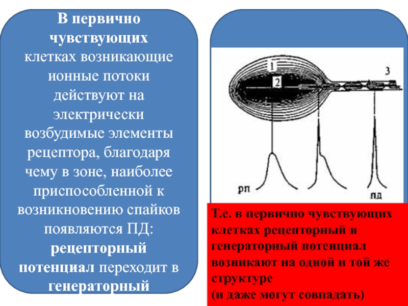 Ощущение клетки. Первичные процессы в рецепторных элементах. Первично чувствующие сенсорные системы. Первично чувствующие клетки. Первично и вторично чувствующие.