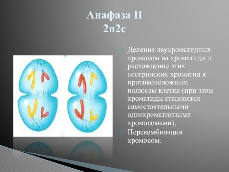 Мейоз анафаза 2 набор хромосом. Митоз анафаза 1 2n2c. 2n2c хроматиды. 2n2c набор хромосом. Анафаза 2 2n2c.