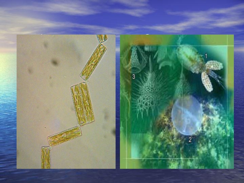 Фитопланктон группа. Планктон фитопланктон и зоопланктон. Низшие растения фитопланктон. Планктон фото. Фитопланктон фотосинтез.
