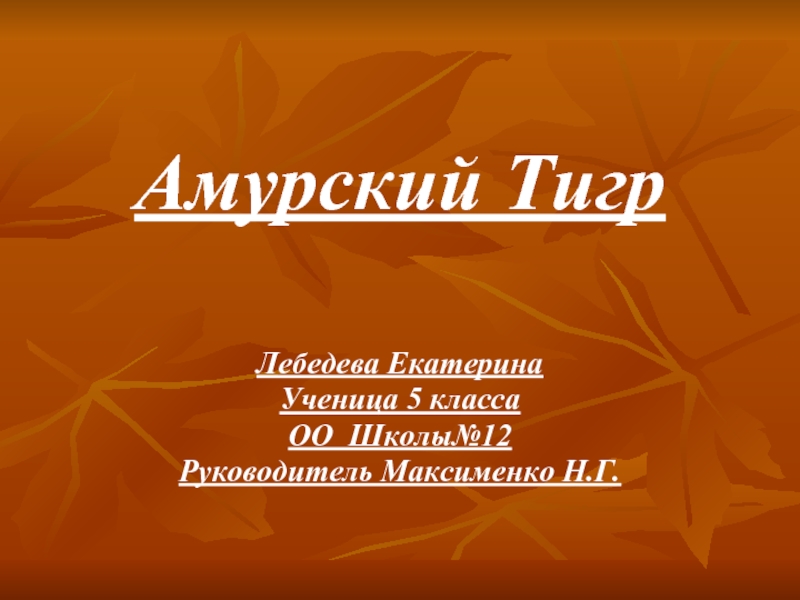 Амурский тигр