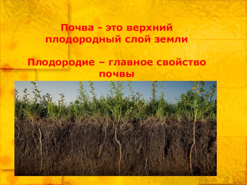 Регионы россии по степени уменьшения естественного плодородия