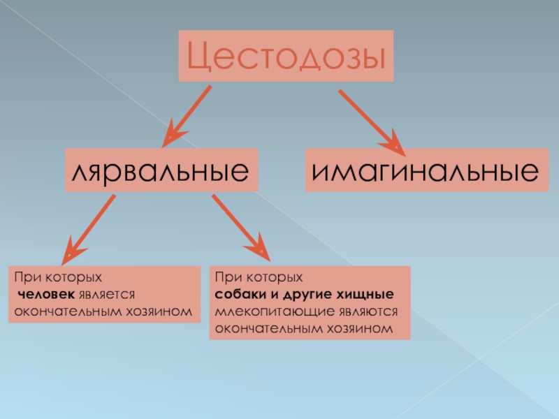 И являются окончательными. Имагинальные цестодозы. Ларвальные и имагинальные цестодозы животных. Какие цестодозы являются ларвальными. Ларвальные цестодозы животных лекция.