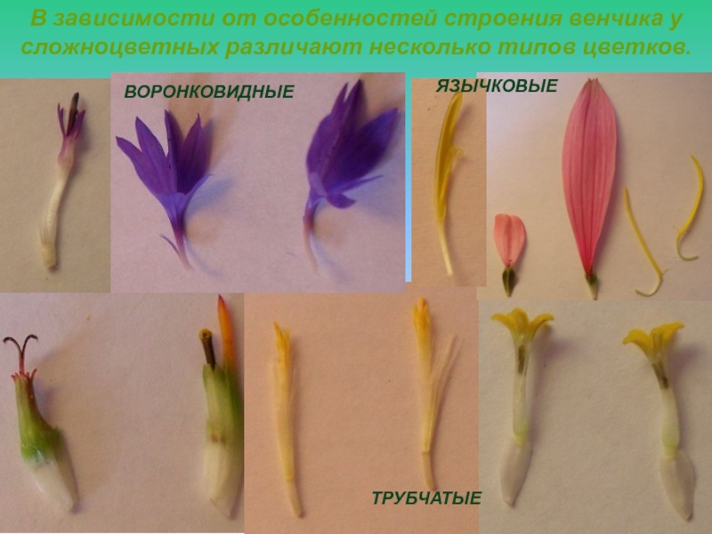 Цветки трубчатые язычковые воронковидные семейство