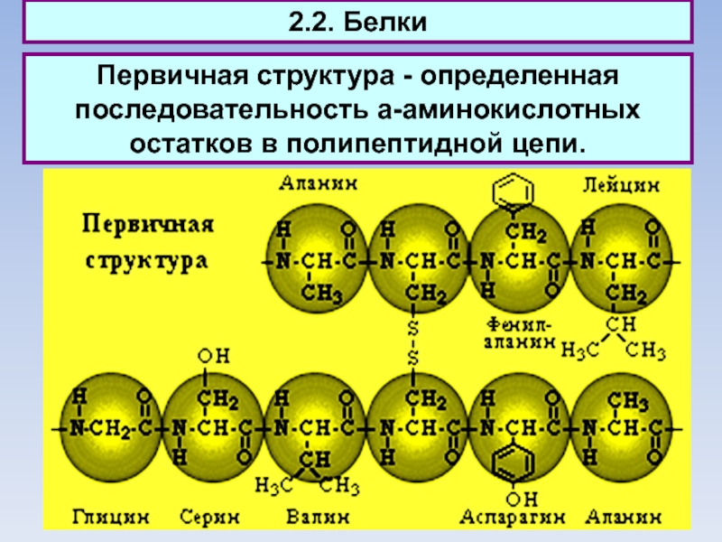 Структура белка последовательность аминокислотных остатков. Первичная структура определяется аминокислотными остатками. Что определяет первичную структуру белка. Первичные белковые последовательности.