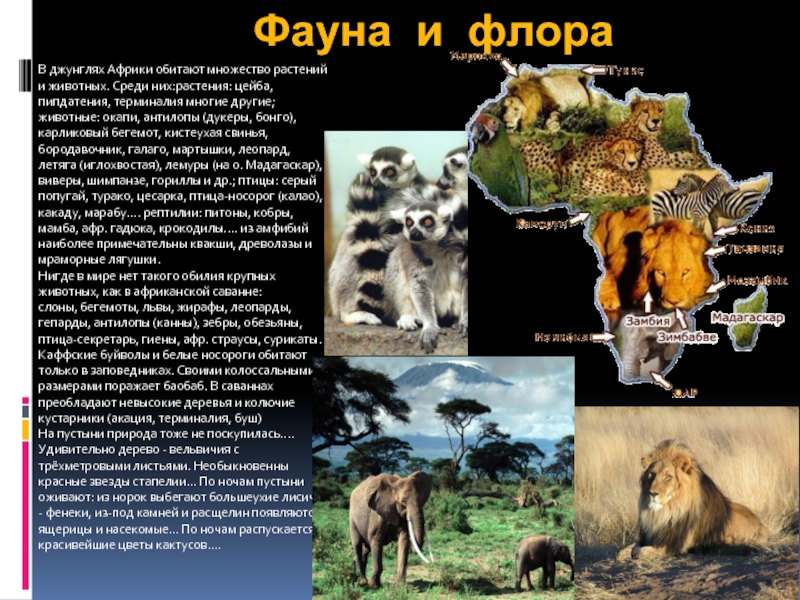 Африки животный география. Презентация по Африке. Африка презентация. Животные и растительность Африки. Животные Африки презентация.