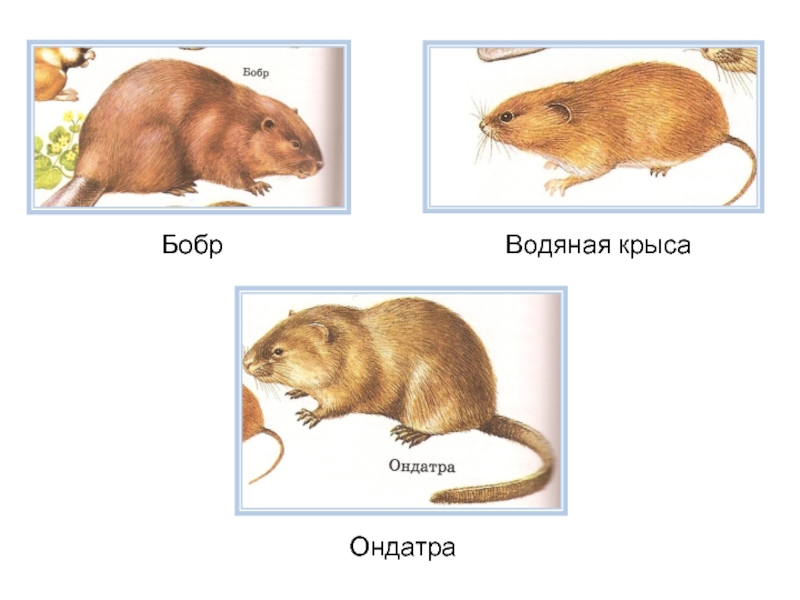 Водяная крыса и ондатра разница фото в сравнении