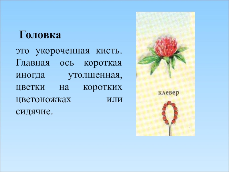 Соцветие головка. Соцветия 6 класс биология головка. Ось соцветия головка. Соцветие головка сидячие. Соцветие 6 класс что такое головка.