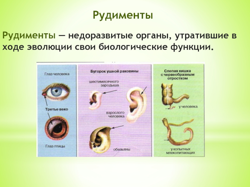 Рудименты органы примеры