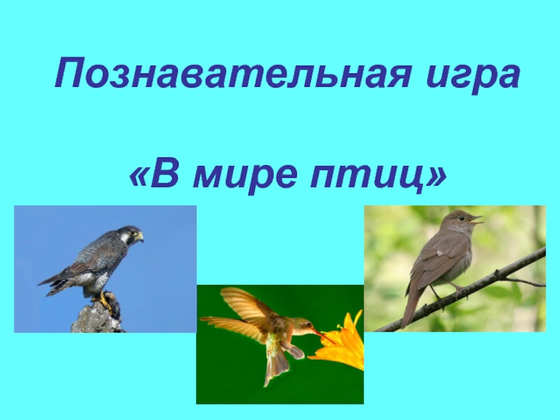 Презентация Познавательная игра В мире птиц