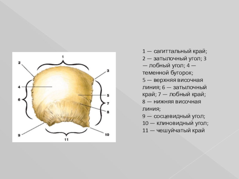 Верхняя линия. Теменная кость анатомия. Теменная кость височная линия. Теменная кость головы. Сосцевидный угол на теменной кости.