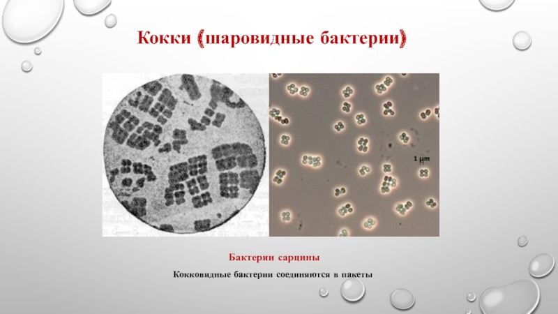 Морфология бактерий презентация