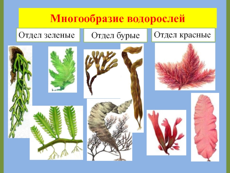 Отдел зеленые водоросли представители. Многообразие водорослей. Разнообразие красных водорослей. Водоросли и их отделы. Многообразие водорослей отделы зеленые бурые красные.