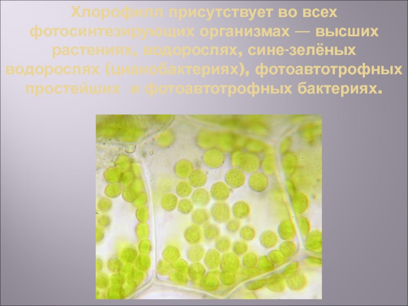 Хлорофилл цианобактерий. Цианобактерия хлорофилл. Хлорофилл у цианобактерий. Цианобактерии миксотрофы. Хлорофилл в водорослях.