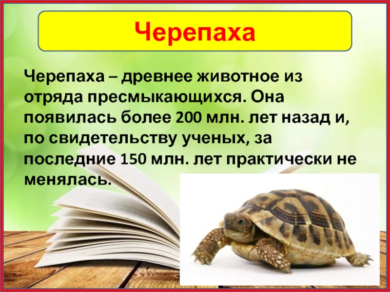 ЧерепахаЧерепаха – древнее животное из отряда пресмыкающихся. Она появилась более 200 млн. лет назад и, по свидетельству