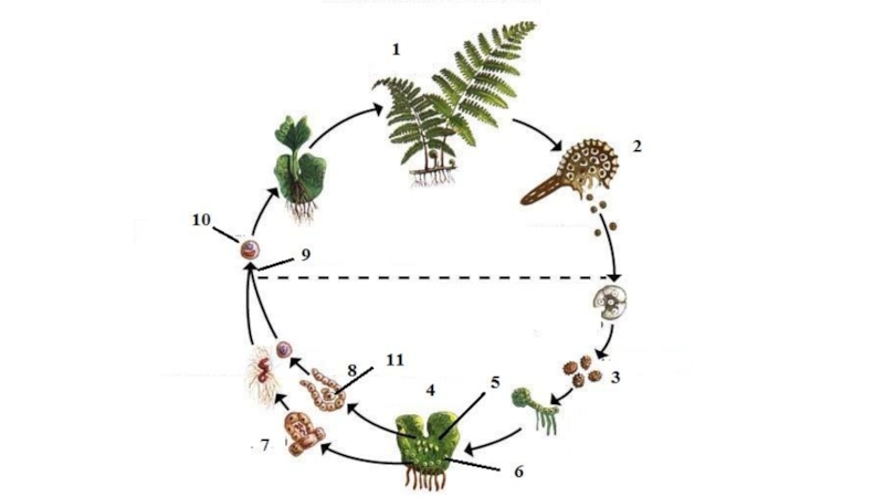 Папоротники схема размножения