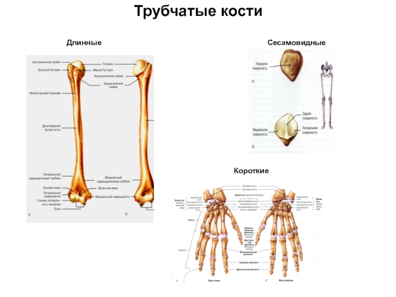 Назовите длинные кости. Трубчатые кости длинные и короткие. Короткие трубчатые кости человека. Строение трубчатых длинных и коротких костей. Длинные трубчатые кости человека.