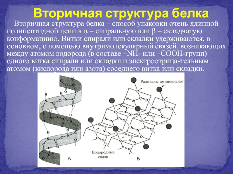 Вторичная структура белков связи