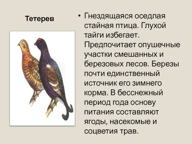 Оседлые особенности. Что такое осёдлый образ жизни у птиц. Оседлые птицы презентация. Жизнь мигрирующих и оседлых птиц. Осёдлые птицы доклад.