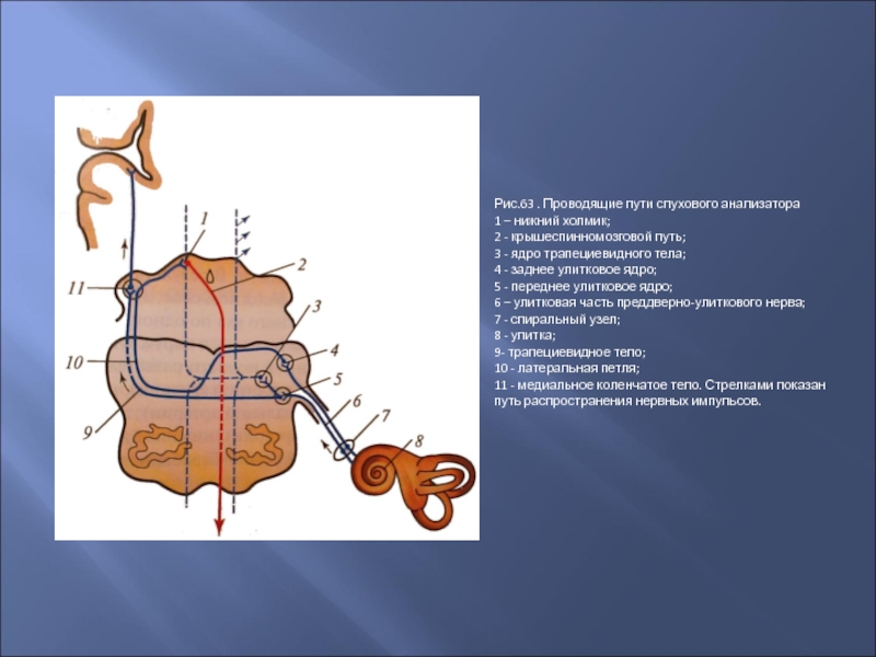 Проводящие пути анализаторов. Ядра проводящих путей слухового анализатора это. Слуховые проводящие пути. Слуховой проводящий путь. Нейроны слухового пути.