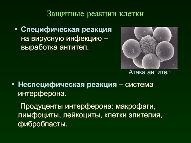 Реакция на лейкоциты положительная. Продуценты интерферонов. Реакция клетки на вирусную инфекцию. Макрофаги выработка антител. Интерферон вирусология.